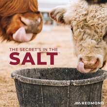 Load image into Gallery viewer, Beef Mineral