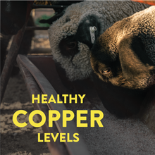 Load image into Gallery viewer, Sheep Mineral