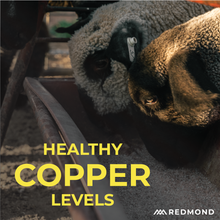 Load image into Gallery viewer, Sheep Mineral