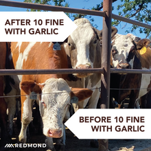 Load image into Gallery viewer, 10 Fine with Garlic
