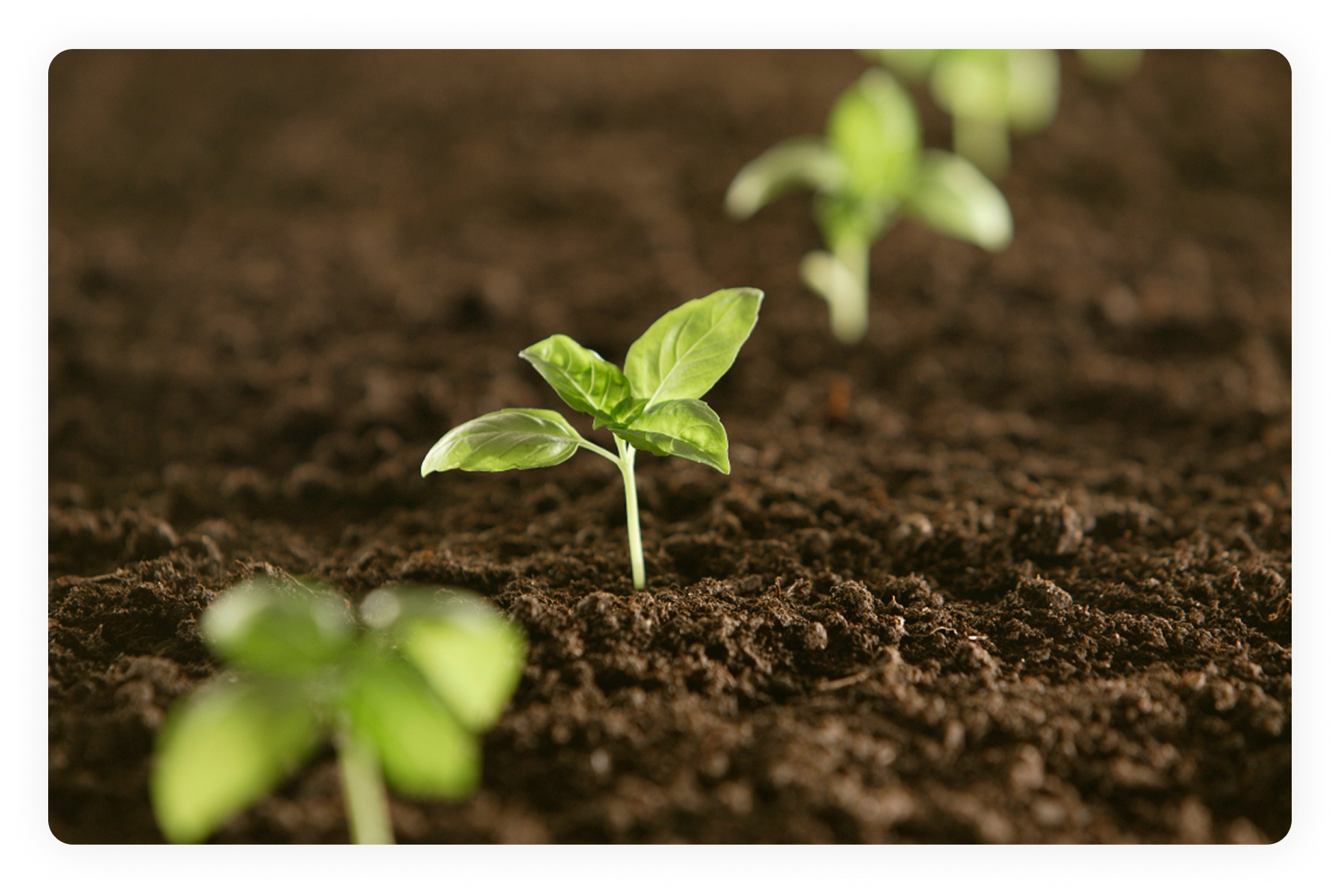 seedlings growing in soil