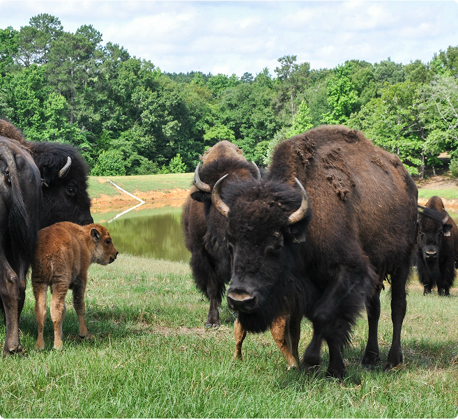A small herd of bison, including a calf, grazing in a grassy area.