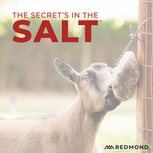 Load image into Gallery viewer, Goat Rock on a Rope
